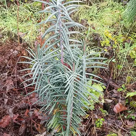 別荘 La Puerta Del Sol アデヘ