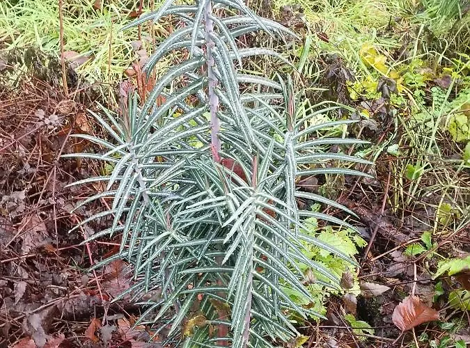 Feriehus La Puerta Del Sol Costa Adeje (Tenerife)